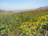 منطقه حفاظت‌شده و پناهگاه حیات وحش انگوران