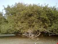 Ficus religiosa