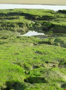 فرش خزه‌های چابهار