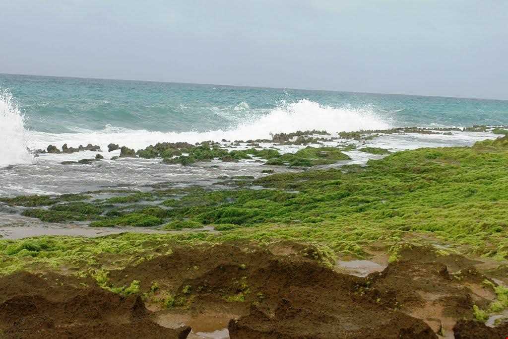 فرش خزه‌های چابهار