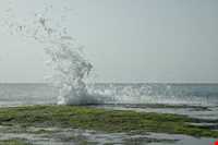 فرش خزه‌های چابهار