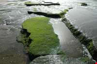 فرش خزه‌های چابهار