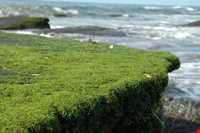 فرش خزه‌های چابهار