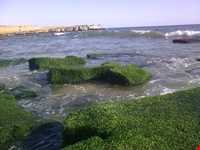 فرش خزه‌های چابهار