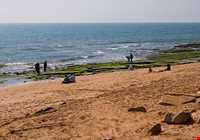 فرش خزه‌های چابهار