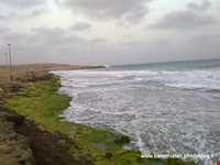 فرش خزه‌های چابهار