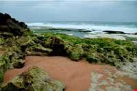 فرش خزه‌های چابهار