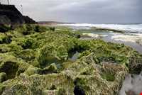 فرش خزه‌های چابهار