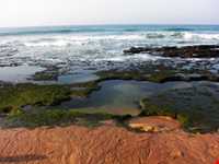 فرش خزه‌های چابهار