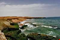 فرش خزه‌های چابهار