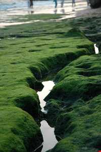 فرش خزه‌های چابهار