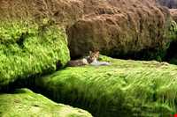 فرش خزه‌های چابهار