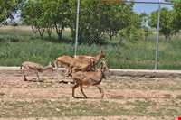 منطقه حفاظت شده سرخ آباد