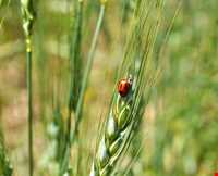 منطقه حفاظت شده سرخ آباد