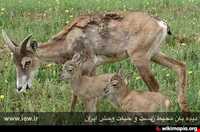 منطقه حفاظت شده سرخ آباد