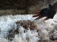 کویر اشتهارد