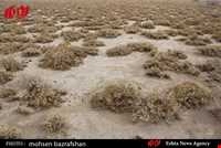 کویر اشتهارد