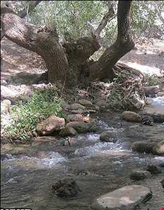 دشت لاله واژگون الیگودرز