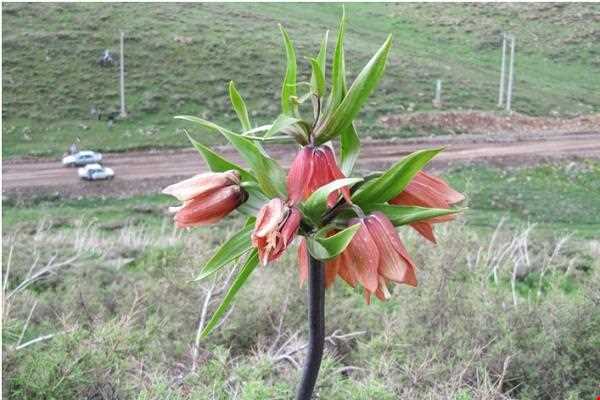 دشت لاله واژگون الیگودرز