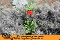 دشت لاله واژگون الیگودرز