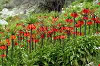 دشت لاله واژگون الیگودرز