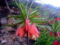 دشت لاله واژگون الیگودرز