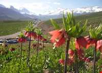 دشت لاله واژگون الیگودرز