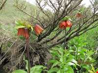 دشت لاله واژگون الیگودرز