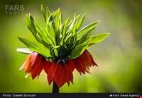 دشت لاله واژگون الیگودرز