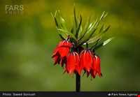 دشت لاله واژگون الیگودرز