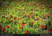 دشت لاله واژگون الیگودرز