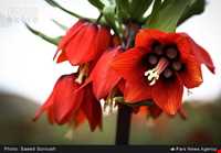 دشت لاله واژگون الیگودرز