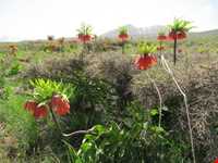 دشت لاله واژگون الیگودرز