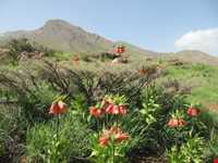 دشت لاله واژگون الیگودرز