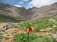 دشت لاله واژگون الیگودرز