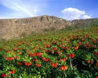 دشت لاله واژگون الیگودرز