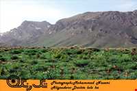 دشت لاله واژگون الیگودرز