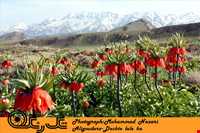 دشت لاله واژگون الیگودرز