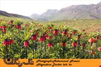 دشت لاله واژگون الیگودرز