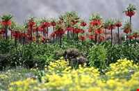 دشت لاله واژگون الیگودرز