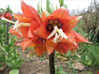 دشت لاله واژگون الیگودرز