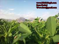 روستای گندمینه