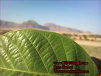 روستای گندمینه