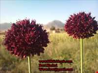 روستای گندمینه