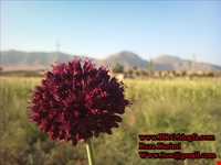 روستای گندمینه