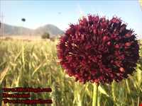 روستای گندمینه