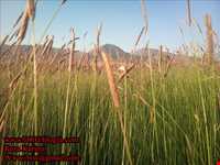 روستای گندمینه