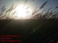 روستای گندمینه