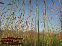 روستای گندمینه