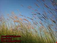 روستای گندمینه